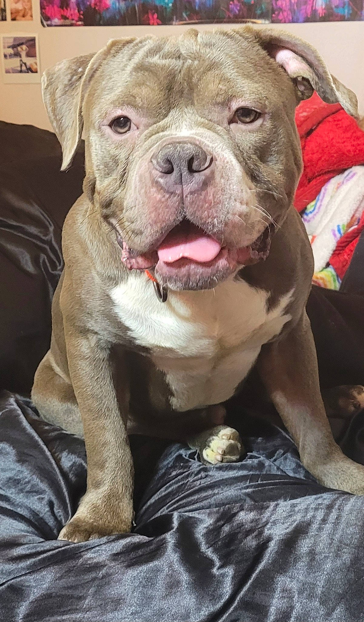 Zeus is registered to the contest to win money with this photo: canidae, carnivore, collar, companion_dog, dog, dog_breed, dog_collar, fawn, liver, molosser, non_sporting_group, snout, sporting_group, terrestrial_animal, whiskers, working_animal, wrinkle