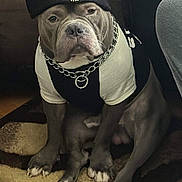 The Almighty Zeus joined the competition — help win amazing prizes! accessory, animal, beanie, black_and_white, brown_rug, canine, carpet, chain_collar, clothing, cute, dog, fur, hat, household, indoor, paws, pet, portrait, shirt, sitting