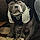 The Almighty Zeus