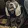 The Almighty Zeus