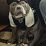 accessory, animal, beanie, black_and_white, brown_rug, canine, carpet, chain_collar, clothing, cute, dog, fur, hat, household, indoor, paws, pet, portrait, shirt, sitting