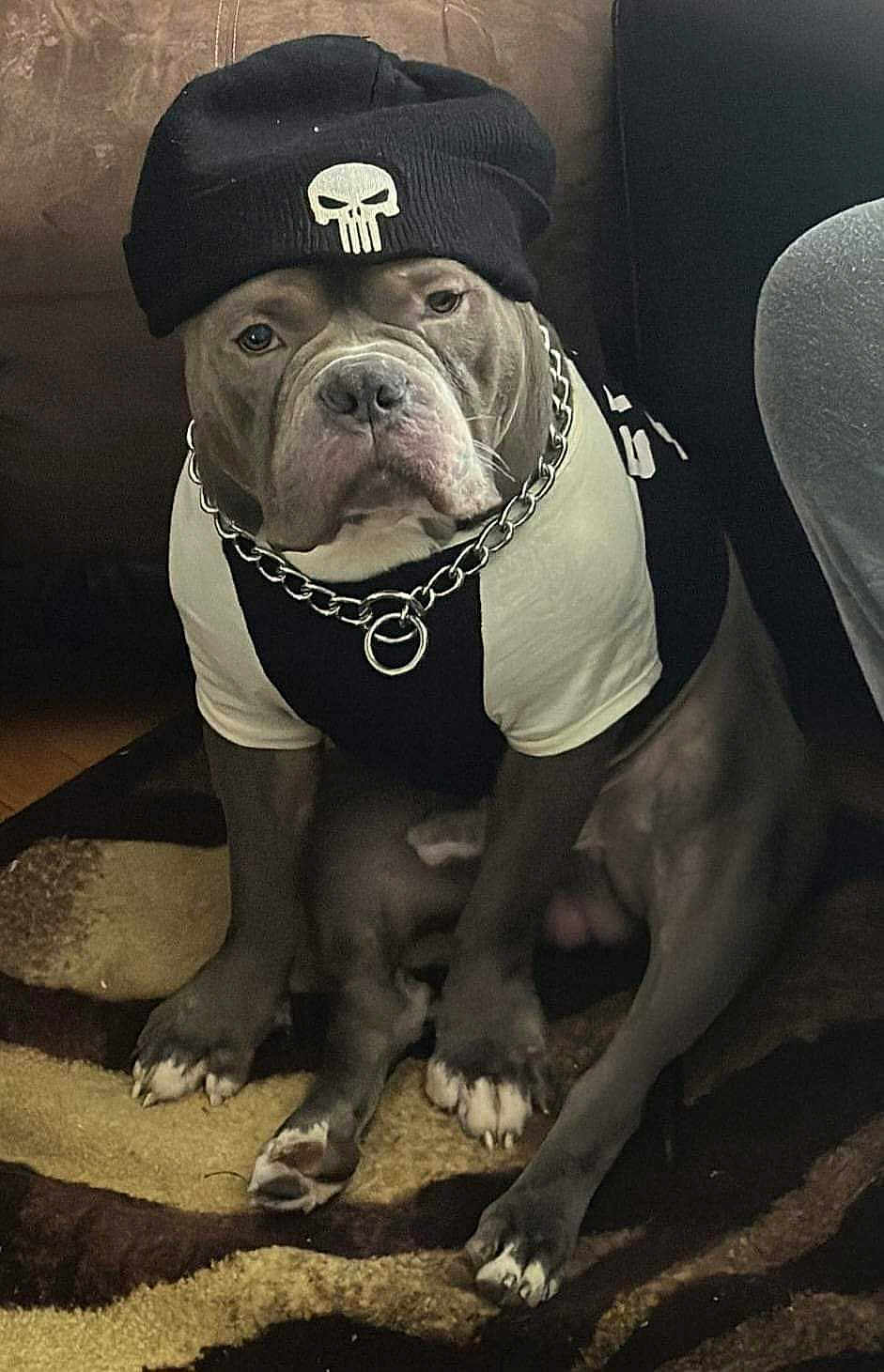 The Almighty Zeus