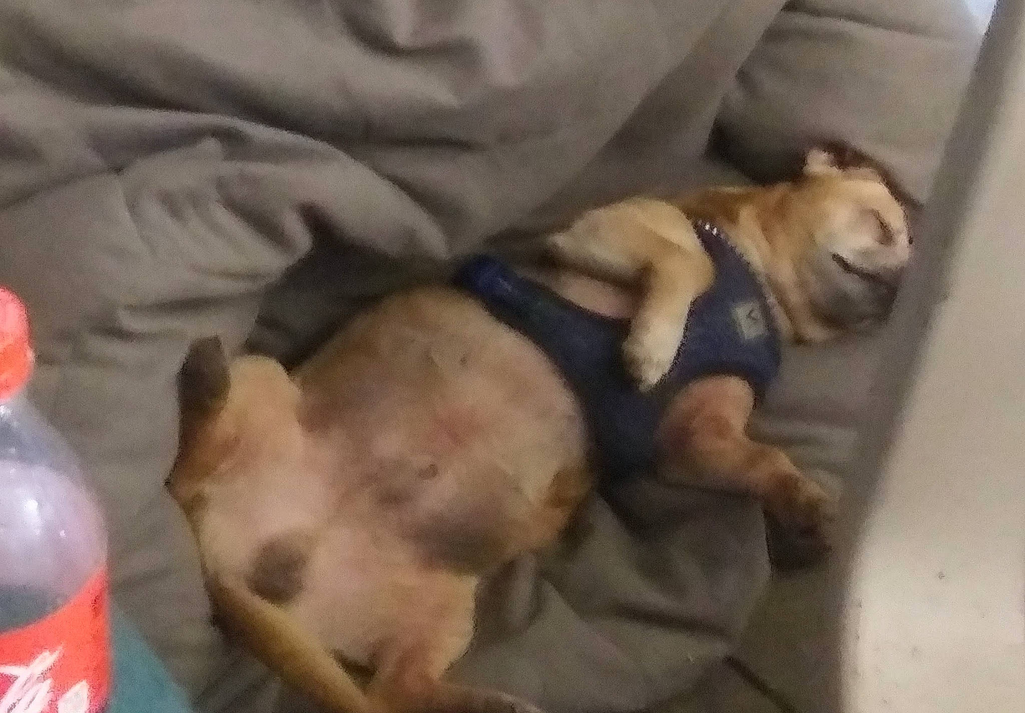 Buddy joined the competition — help win amazing prizes! bottle, carbonated_soft_drinks, carnivore, cola, comfort, companion_dog, dog, dog_breed, dog_supply, drink, fawn, paw, pet_supply, plastic_bottle, sporting_group, tail, toy_dog, two_liter_bottle, water_bottle, working_animal