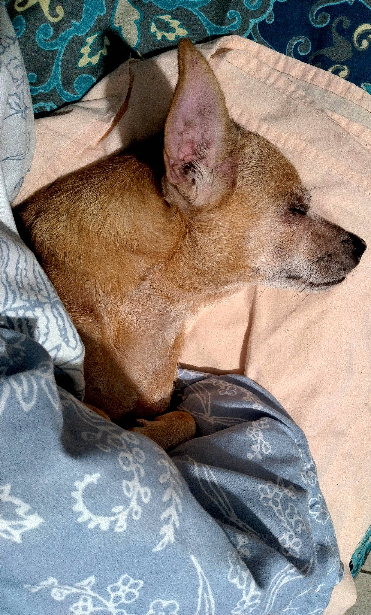 Buddy is registered to the contest to win money with this photo: canidae, carnivore, comfort, companion_dog, dog, dog_breed, dog_supply, fawn, felidae, fur, linens, nap, non_sporting_group, paw, sleep, snout, sporting_group, terrestrial_animal, toy_dog, whiskers