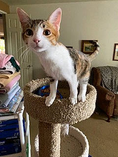 Callie joined the competition — help win amazing prizes! carnivore, cat, cat_furniture, cat_supply, domestic_short_haired_cat, fawn, felidae, fur, houseplant, paw, pet_supply, picture_frame, sitting, small_to_medium_sized_cats, tail, whiskers