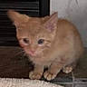 Garfield joined the competition — help win amazing prizes! animal, cat, cautious, cozy, cute, door, ears, feline, floor, fur, ginger_cat, home, indoor, kitten, looking, paws, pet_bed, small, wall, young_cat
