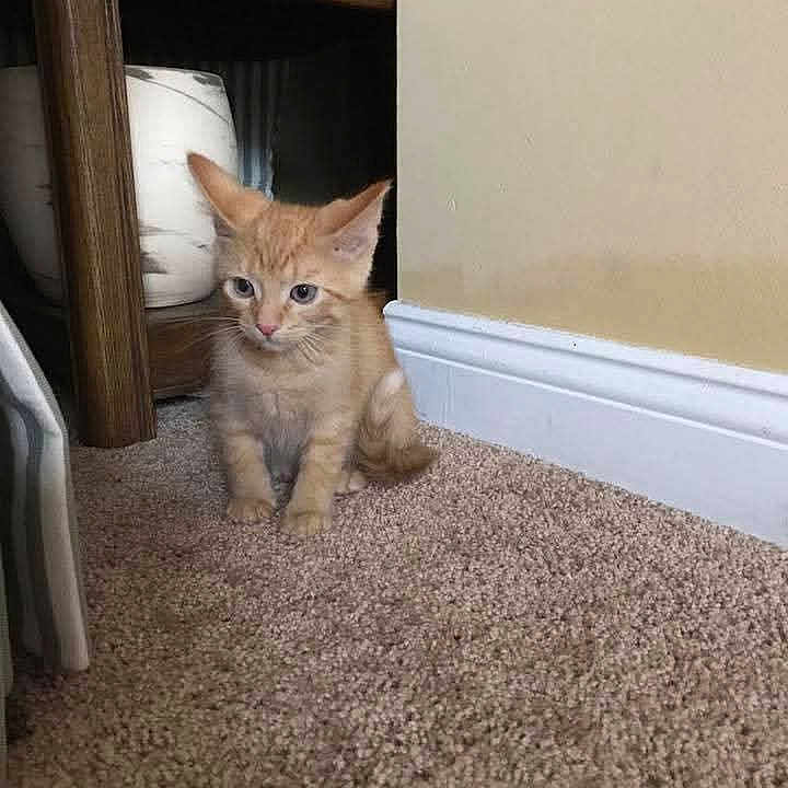 Garfield