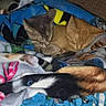 Garfield joined the competition — help win amazing prizes! animal, blanket, carpet, colorful_blanket, comfort, companion, cozy, cute, domestic_animals, feline, fur, indoor, nap, pets, resting, sleeping, small_animals, snuggling, two_kittens, warm