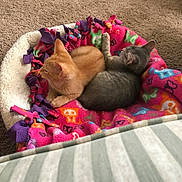 Garfield joined the competition — help win amazing prizes! animal_buddies, carpet, colorful_blanket, companion_animals, cozy, cuddling, cute, domestic_pets, fleece_blanket, fur, gray_kitten, home_interior, indoor, orange_kitten, pet_bed, relaxed, resting, sleeping_area, small_animals, two_kittens
