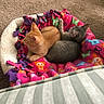 animal_buddies, carpet, colorful_blanket, companion_animals, cozy, cuddling, cute, domestic_pets, fleece_blanket, fur, gray_kitten, home_interior, indoor, orange_kitten, pet_bed, relaxed, resting, sleeping_area, small_animals, two_kittens