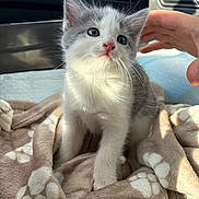 Bloom participe au concours pour gagner de l'argent avec cette photo : kitten, cat, gray_and_white, pet, animal, fluffy, blue_eyes, pink_nose, whiskers, sitting, blanket, car, vehicle, interior, hand, petting, portrait, cute, indoors, sunlight