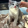 kitten, cat, gray_and_white, pet, animal, fluffy, blue_eyes, pink_nose, whiskers, sitting, blanket, car, vehicle, interior, hand, petting, portrait, cute, indoors, sunlight