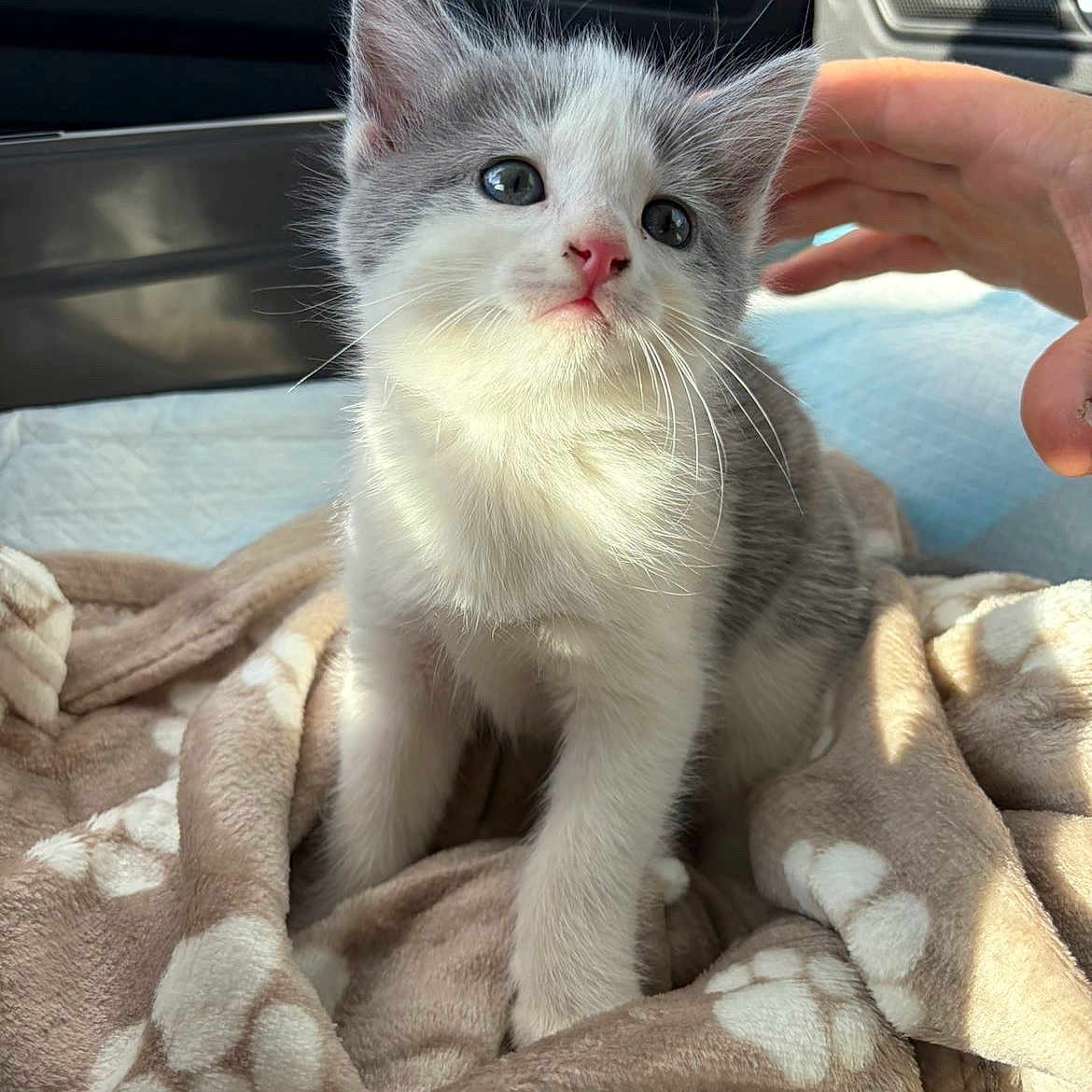 Bloom participe au concours pour gagner de l'argent avec cette photo : kitten, cat, gray_and_white, pet, animal, fluffy, blue_eyes, pink_nose, whiskers, sitting, blanket, car, vehicle, interior, hand, petting, portrait, cute, indoors, sunlight
