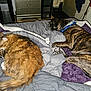 Baby joined the competition — help win amazing prizes! cat, dog, bed, blanket, comforter, fur, sleeping, indoor, pet, animal, furniture, cozy, resting, brown, gray, striped, fluffy, domestic, companion, relaxation