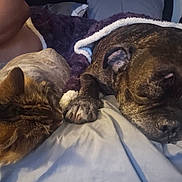 Baby joined the competition — help win amazing prizes! dog, cat, sleeping, bed, blanket, paw, fur, cozy, indoor, resting, closeup, animal, pet, companion, snuggle, relaxation, human_arm, pillow, soft, napping