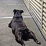 Baby joined the competition — help win amazing prizes! dog, brindle, lying_down, concrete, floor, corridor, back_view, paws, relaxed, animal, pet, indoor, resting, quiet, long_view, sidewalk, urban, canine, still