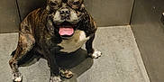 Baby is registered to the contest to win money with this photo: dog, brindle, sitting, tongue_out, happy, floor, elevator, metal_wall, pet, canine, indoor, looking_up, four_legs, animal, companion, cute, friendly, smiling, paw, fur