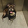 dog, brindle, sitting, tongue_out, happy, floor, elevator, metal_wall, pet, canine, indoor, looking_up, four_legs, animal, companion, cute, friendly, smiling, paw, fur