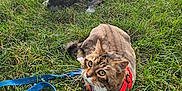 Miku is registered to the contest to win money with this photo: cat, dog, grass, outdoor, pet, animal, leash, harness, collar, resting, brown_cat, brindle_dog, nature, daylight, mammal, closeup, grass_field, two_animals, alert_cat, relaxed_dog