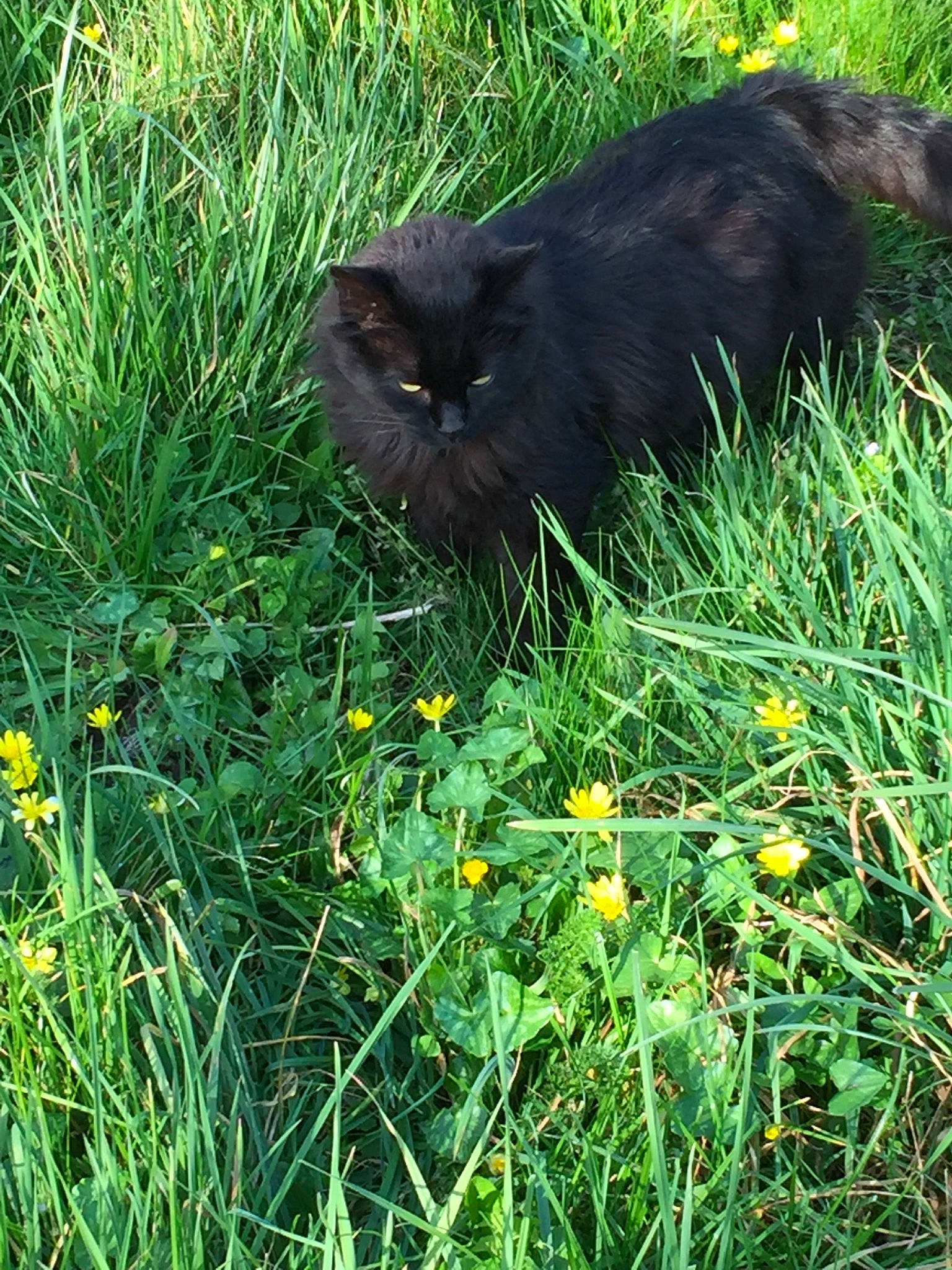 Fatou participe au concours pour gagner de l'argent avec cette photo : bombay, carnivore, cat, felidae, flower, flowering_plant, fur, grass, grass_family, grassland, groundcover, herbaceous_plant, plant, shrub, small_to_medium_sized_cats, spring, tail, terrestrial_animal, vegetation, whiskers