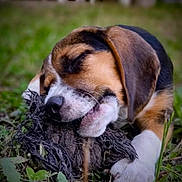 Bella participe au concours pour gagner de l'argent avec cette photo : animal, black, brown, chewing, close_up, cute, dog, fur, grass, nature, outdoor, paw, pet, playful, puppy, sleepy, snout, toy, white, young_dog