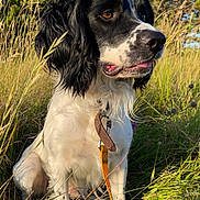 Rasta participe au concours pour gagner de l'argent avec cette photo : animal, black_and_white, brown_eyes, canine, closeup, collar, dog, ears, field, fur, grass, leash, nature, outdoor, pet, portrait, relaxed, sitting, summer, sunlight