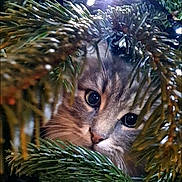 Mia participe au concours pour gagner de l'argent avec cette photo : cat, pine_tree, christmas_tree, greenery, christmas_lights, curious, animal, pet, whiskers, close_up, nature, holiday, festive, tree_branches, feline, eyes, outdoor, decoration, soft_light, cute