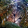 cat, pine_tree, christmas_tree, greenery, christmas_lights, curious, animal, pet, whiskers, close_up, nature, holiday, festive, tree_branches, feline, eyes, outdoor, decoration, soft_light, cute