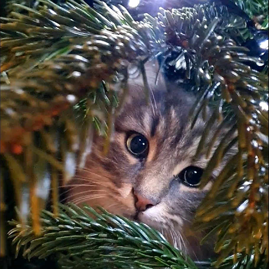 Mia participe au concours pour gagner de l'argent avec cette photo : animal, cat, christmas_lights, christmas_tree, close_up, curious, cute, decoration, eyes, feline, festive, greenery, holiday, nature, outdoor, pet, pine_tree, soft_light, tree_branches, whiskers