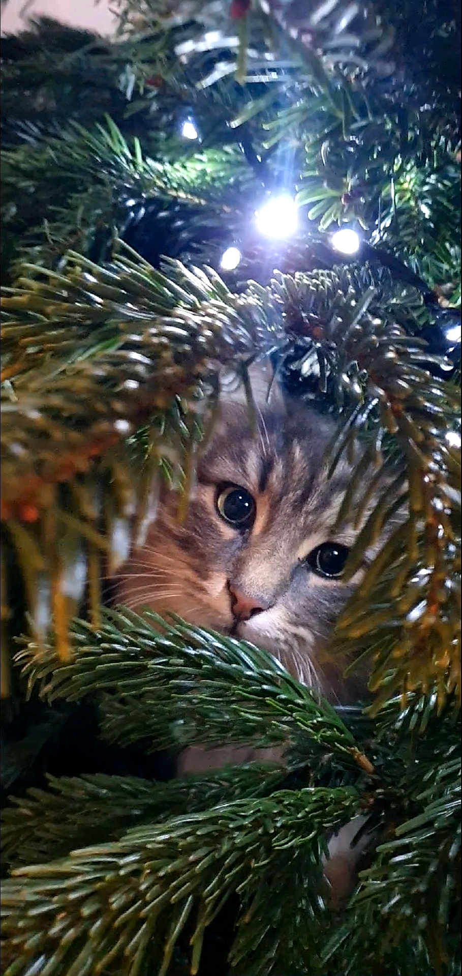 Mia participe au concours pour gagner de l'argent avec cette photo : cat, pine_tree, christmas_tree, greenery, christmas_lights, curious, animal, pet, whiskers, close_up, nature, holiday, festive, tree_branches, feline, eyes, outdoor, decoration, soft_light, cute