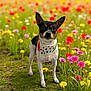 alert, animal, bandana, closeup, colorful, cute, dog, flower, grass, greenery, meadow, nature, outdoor, pet, portrait, small_dog, spring, standing, sunlight, wildflower