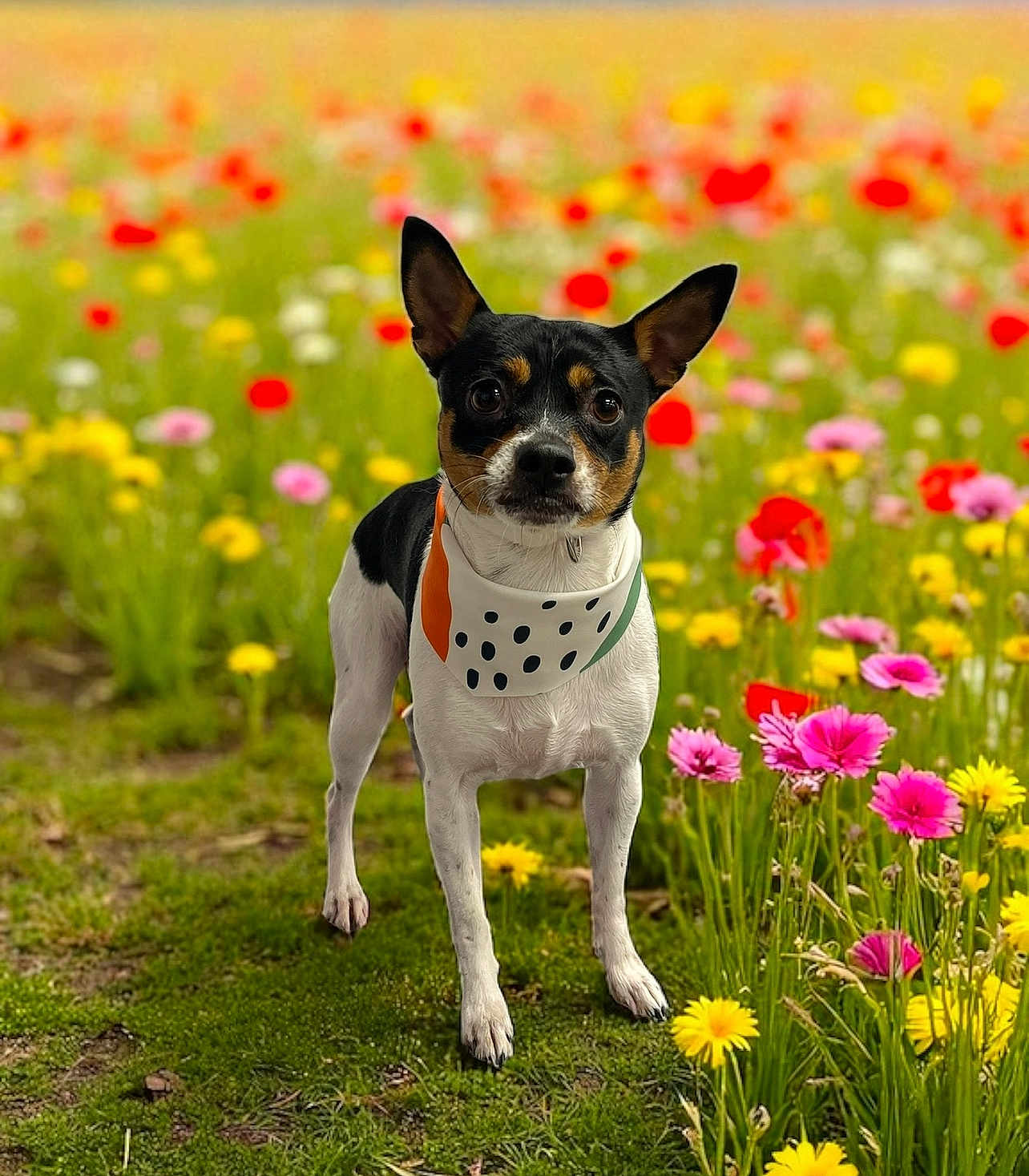 Chalupa