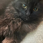 Jasper is registered to the contest to win money with this photo: cat, black_cat, fluffy, feline, pet, animal, yellow_eyes, close_up, portrait, fur, whiskers, cute, indoor, relaxed, lying_down, texture, soft, curious, cozy, domestic_animal