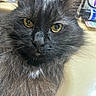 Jasper is registered to the contest to win money with this photo: cat, black_cat, fluffy, close_up, yellow_eyes, whiskers, pet, animal, feline, curious, indoor, portrait, fur, face, ears, domestic_cat, looking_at_camera, soft_light, close_range, house_pet