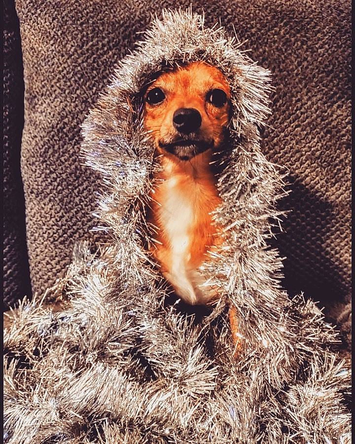 Joey is registered to the contest to win money with this photo: black, canidae, carnivore, close_up, companion_dog, dog, dog_breed, fawn, fur, liver, mongoose, organism, plant, procyonidae, snout, sporting_group, tail, terrestrial_animal, toy_dog, whiskers