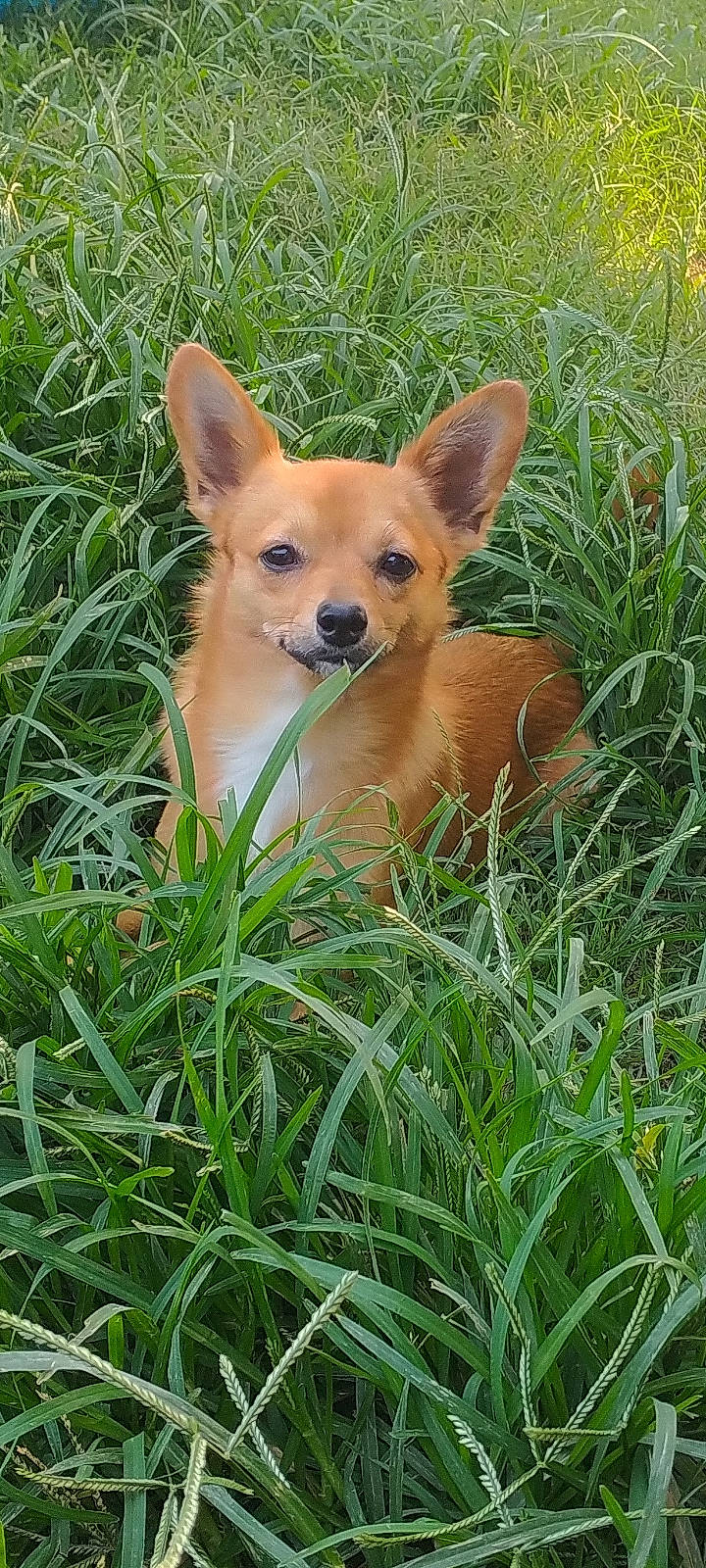 Joey joined the competition — help win amazing prizes! canidae, carnivore, chihuahua, companion_dog, dog, dog_breed, ear, fawn, grass, plant, puppy, snout, sporting_group, tail, terrestrial_animal, terrestrial_plant, toy_dog, whiskers, wildlife, working_animal