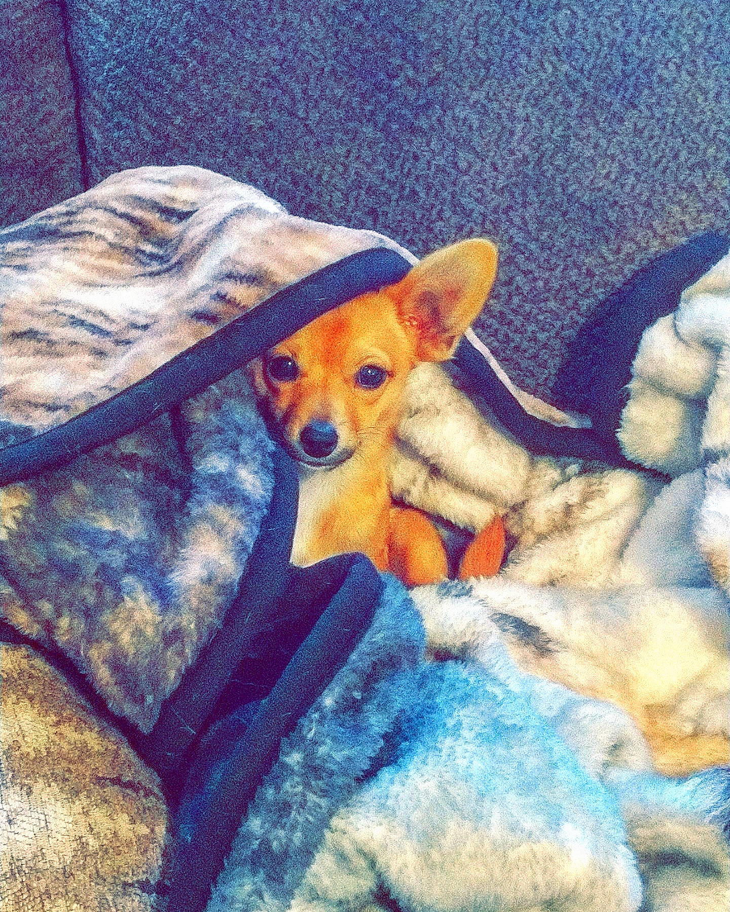 Joey is registered to the contest to win money with this photo: art, bed, carnivore, cloud, comfort, companion_dog, dog, dog_breed, fawn, fur, linens, mammal, snout, sporting_group, stuffed_toy, tail, textile, toy, toy_dog, whiskers