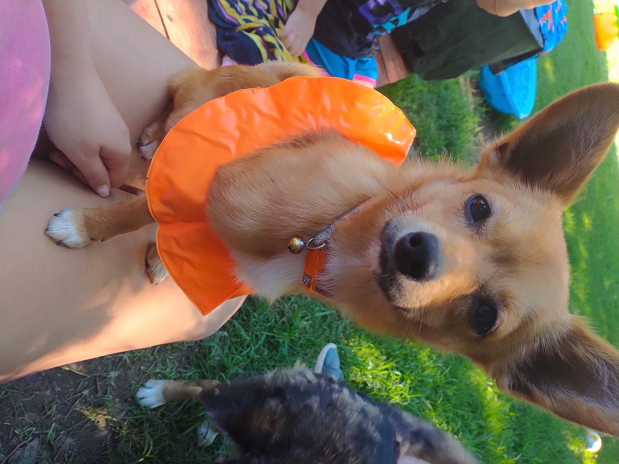 Joey is registered to the contest to win money with this photo: blue, canidae, carnivore, companion_dog, dog, dog_breed, fawn, fun, fur, grass, happy, plant, shorts, snout, sporting_group, sunglasses, tail, toy_dog, whiskers, working_animal