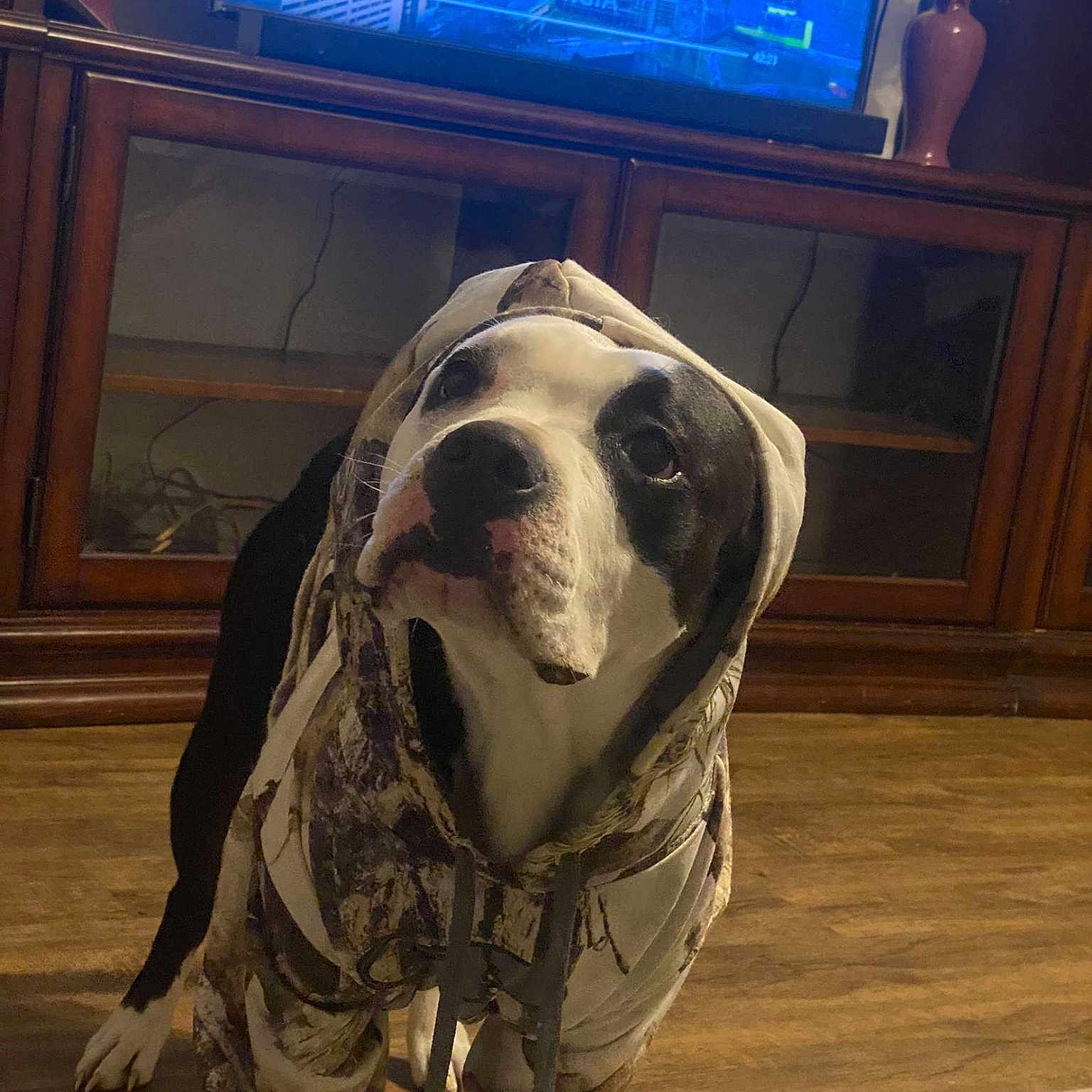 Maya is registered to the contest to win money with this photo: blue, carnivore, companion_dog, display_device, dog, dog_breed, fawn, floor, flooring, led_backlit_lcd_display, picture_frame, snout, sporting_group, television, television_set, terrestrial_animal, whiskers, wood, working_animal, wrinkle
