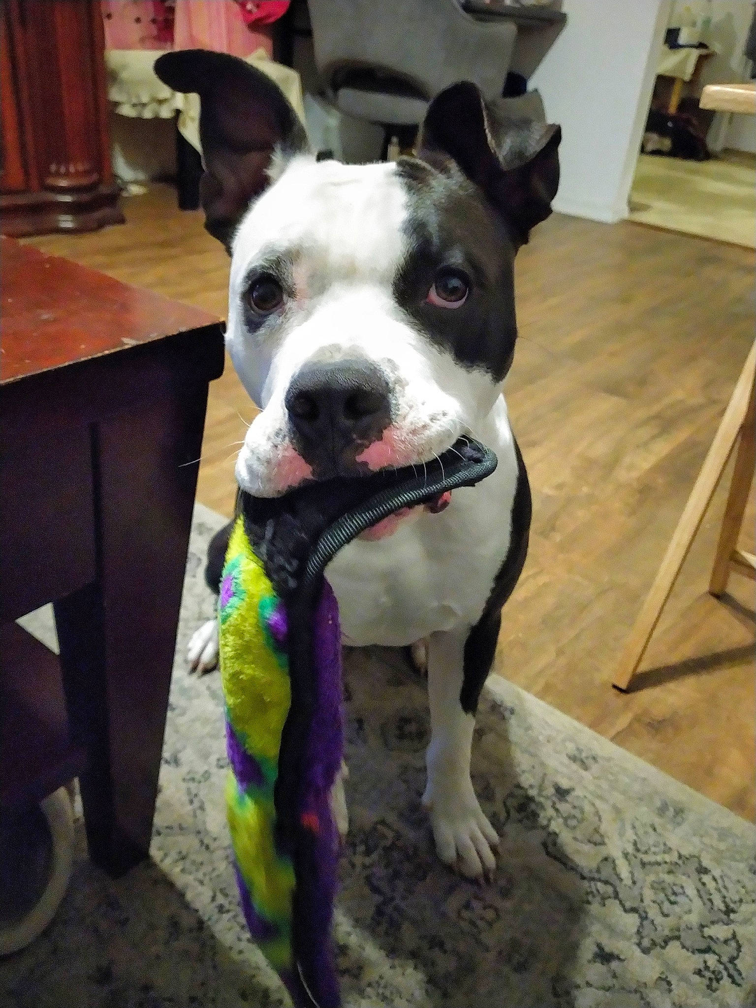 Maya joined the competition — help win amazing prizes! canidae, carnivore, collar, companion_dog, dog, dog_breed, dog_collar, dog_supply, eye, fashion_accessory, fawn, guard_dog, non_sporting_group, pet_supply, snout, sporting_group, whiskers, window, working_animal, working_dog