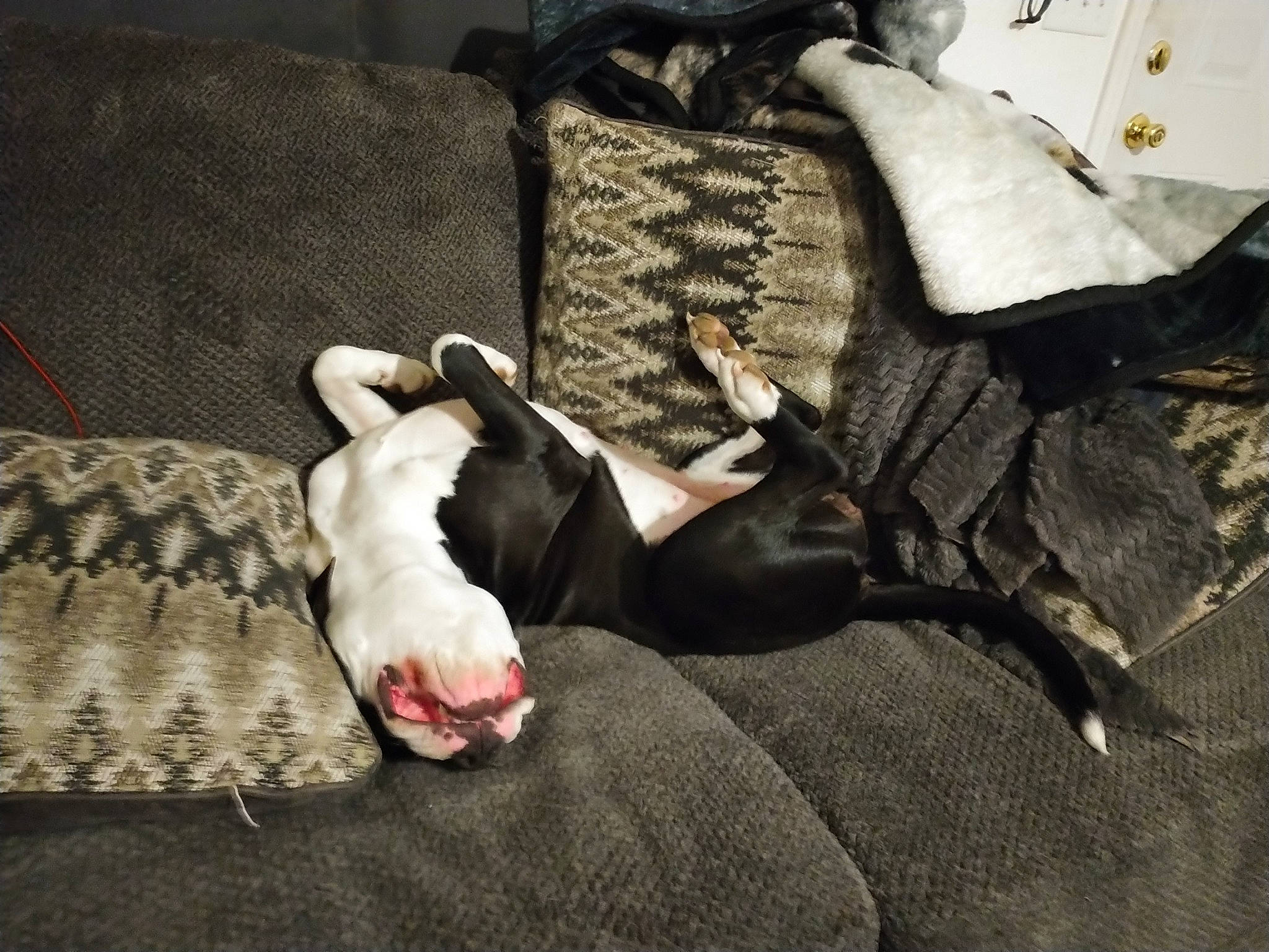 Maya is registered to the contest to win money with this photo: bedding, canidae, carnivore, comfort, companion_dog, couch, dog, dog_breed, dress, fawn, flooring, fur, grey, hardwood, human_leg, leg, linens, small_to_medium_sized_cats, sporting_group, tail