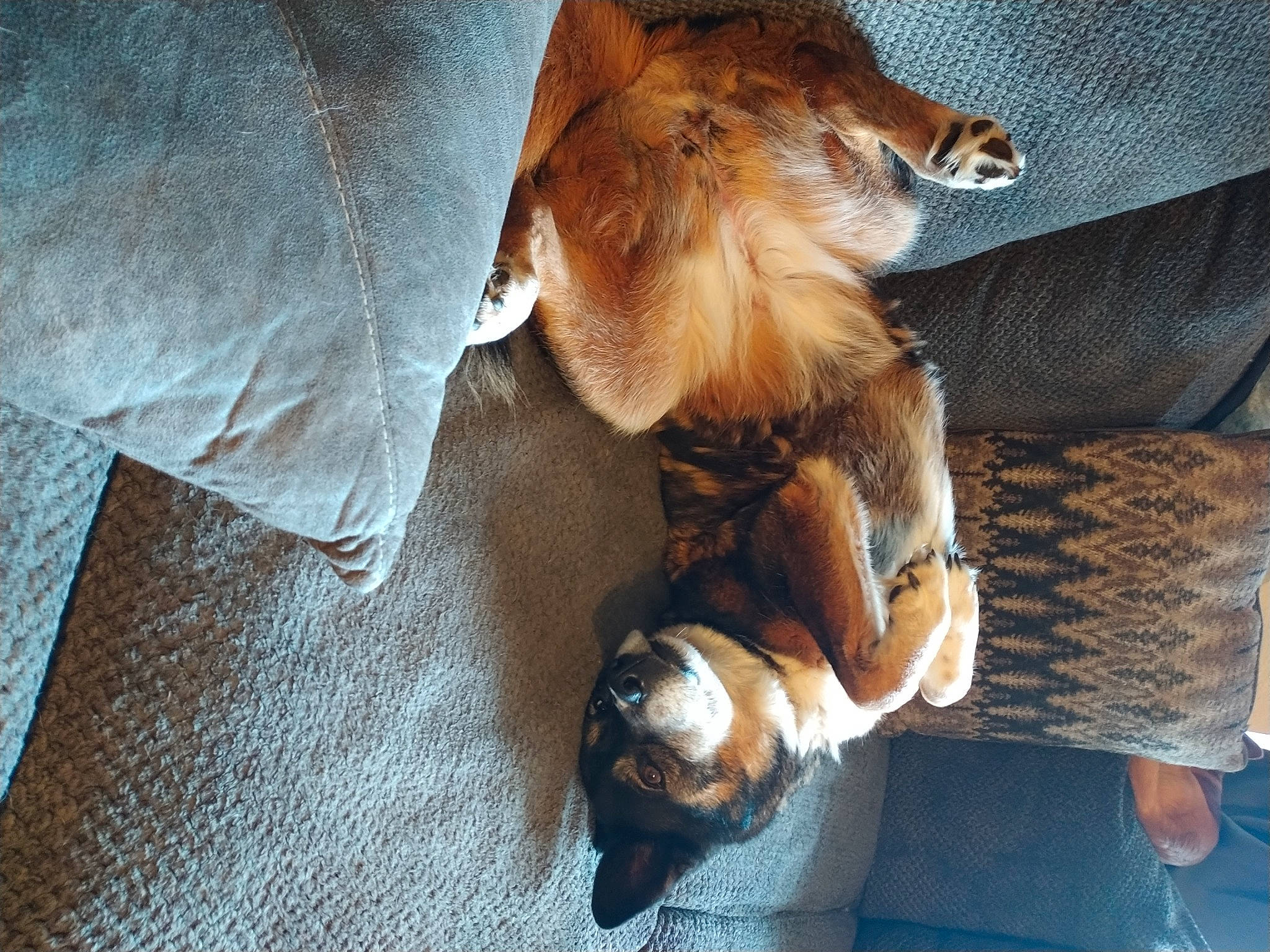 Miska is registered to the contest to win money with this photo: canidae, carnivore, claw, comfort, companion_dog, dog, dog_breed, fawn, felidae, fur, mammal, paw, pomeranian, scent_hound, snout, sporting_group, tail, toy_dog, vertebrate, whiskers