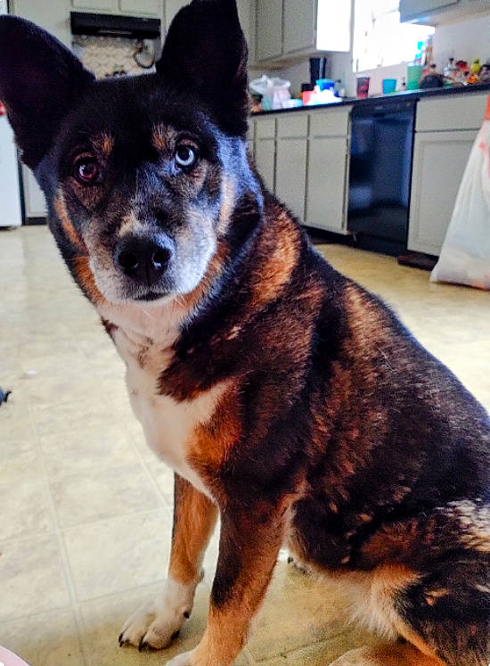 Miska joined the competition — help win amazing prizes! cabinetry, canidae, carnivore, collar, companion_dog, curtain, dog, dog_breed, eye, fawn, fur, head, kitchen_appliance, leash, snout, sporting_group, tail, terrestrial_animal, whiskers, working_animal