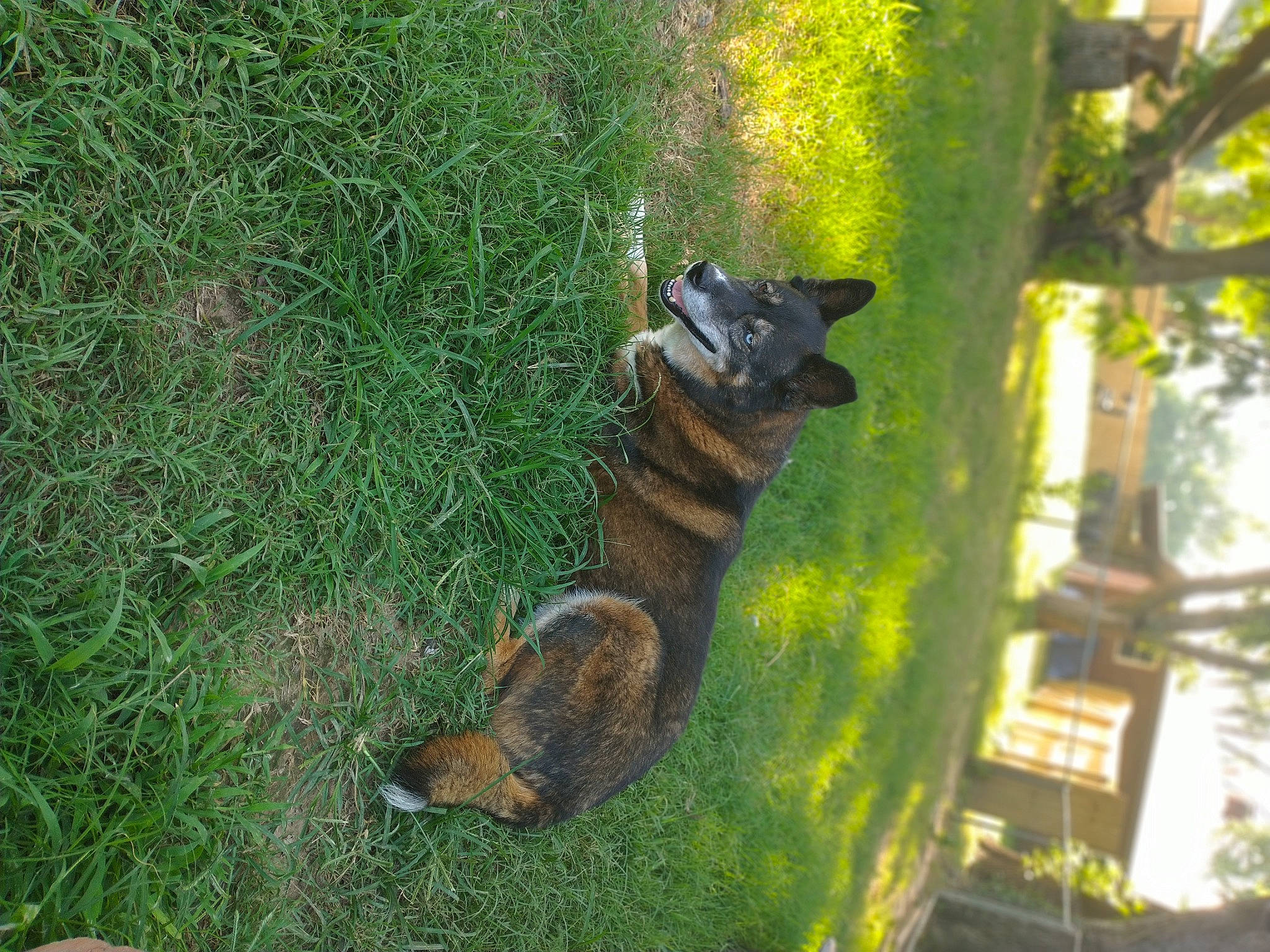 Miska joined the competition — help win amazing prizes! art, dog_breed, fawn, felidae, grass, groundcover, lawn_ornament, metal, plant, reptile, rodent, scaled_reptile, sculpture, squirrel, tail, terrestrial_animal, tree, trunk, wildlife, wood