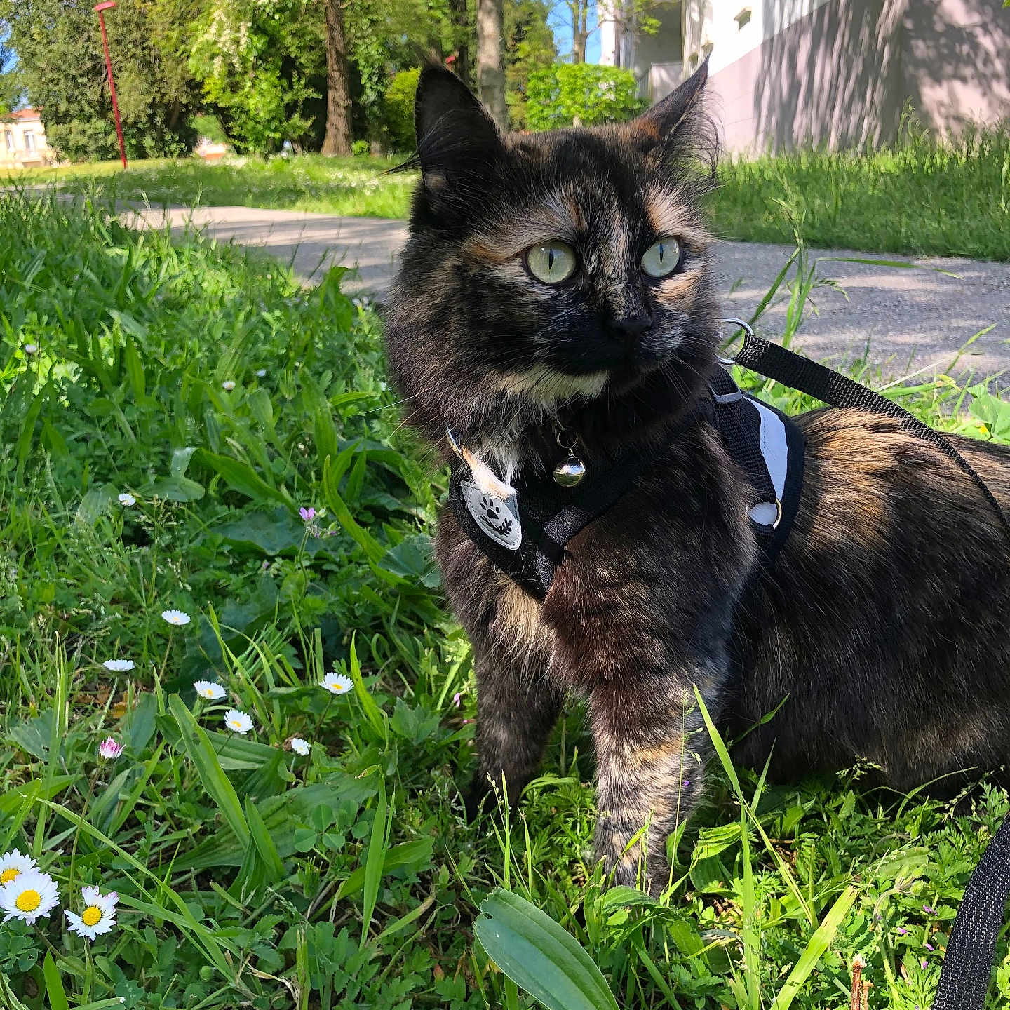 Caramel a rejoint le concours — aidez-le/la à gagner de superbes lots ! alert, animal, bell, building, cat, curious, flowers, garden, grass, greenery, harness, leash, mammal, nature, outdoor, pet, sidewalk, sunlight, tortoiseshell, trees