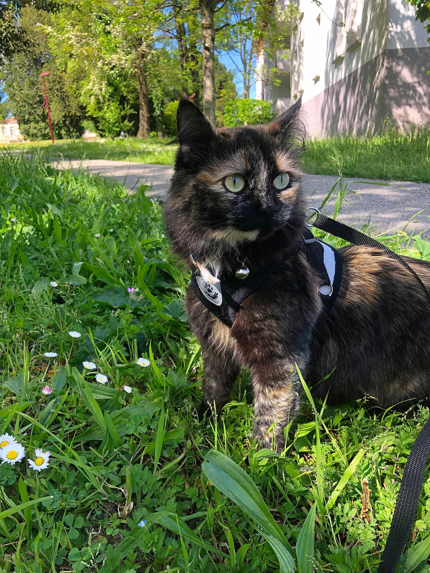 Caramel a rejoint le concours — aidez-le/la à gagner de superbes lots ! cat, tortoiseshell, harness, bell, leash, greenery, grass, flowers, outdoor, sunlight, trees, sidewalk, building, nature, pet, alert, curious, animal, mammal, garden