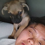 Chewbacca joined the competition — help win amazing prizes! animal, brown_fur, close_up, dim_light, dog, expression, eyelids, face, head, human, indoor, person, pet, portrait, puppy, resting, shoulder, skin, sleepy, young_dog