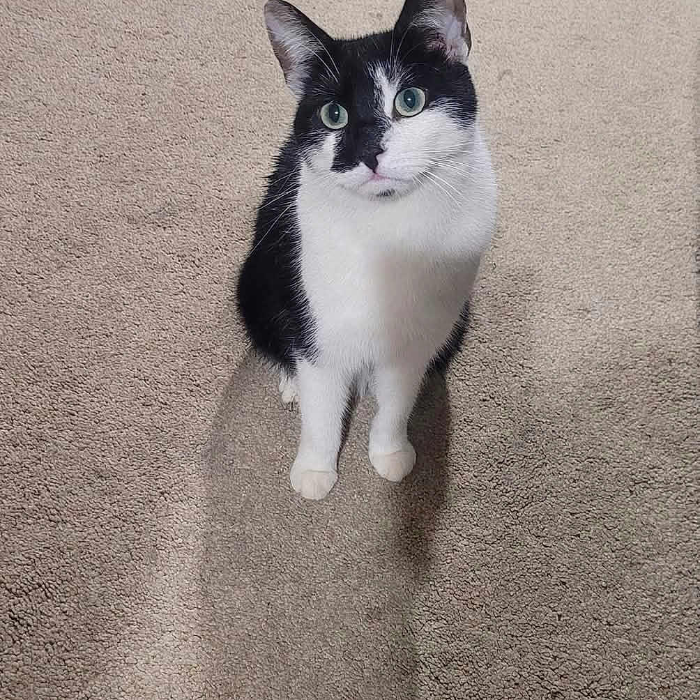 Oscar is registered to the contest to win money with this photo: cat, black_and_white, pet, animal, carpet, indoor, looking_up, curious, feline, whiskers, ears, green_eyes, shadow, cute, sitting, domestic_cat, fur, playful, adorable, young_cat