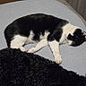 cat, dog, sleeping, black_and_white_cat, black_dog, bed, blanket, indoor, pet, animal, resting, fur, cozy, home, carpet, relaxation, companion, quiet, nap, domestic