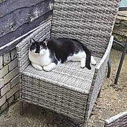 Oscar is registered to the contest to win money with this photo: cat, black_and_white, lounging, chair, woven_chair, outdoor, patio, stone_floor, wooden_wall, relaxed, pet, feline, resting, domestic_cat, animal, side_view, single_cat, quiet, calm, daytime